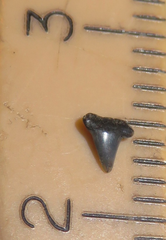 3mm shark tooth