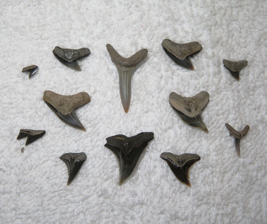 My favorite shark teeth