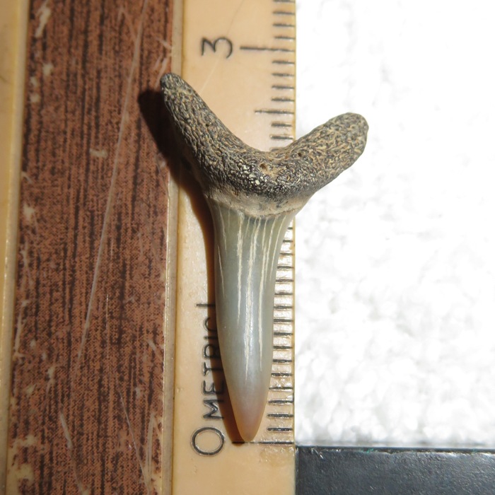 28mm mako shark tooth