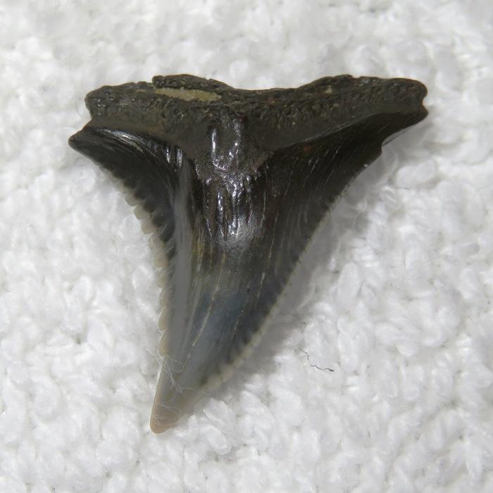 Snaggletooth shark tooth