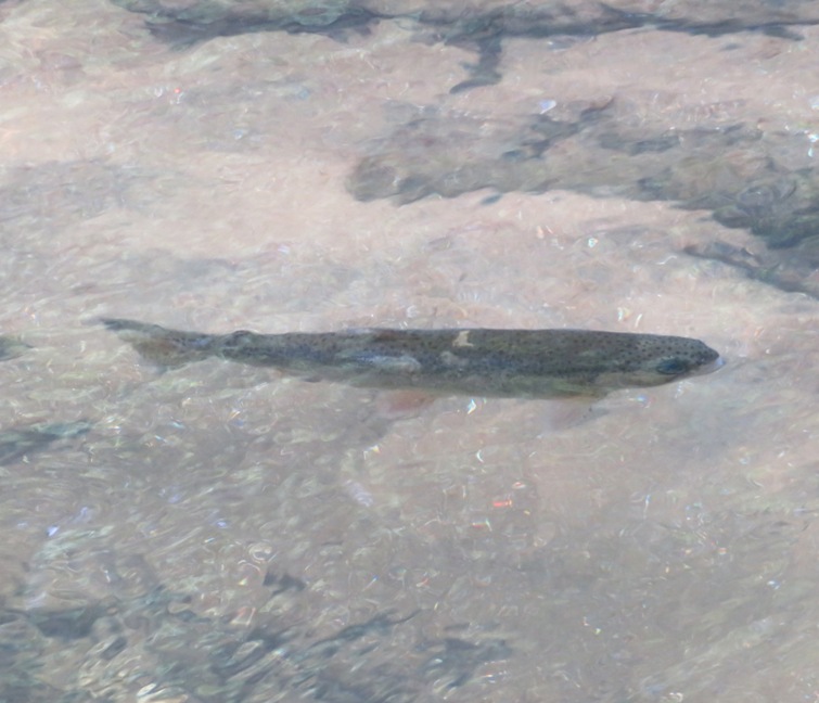 Fish swimming in Northwest Branch