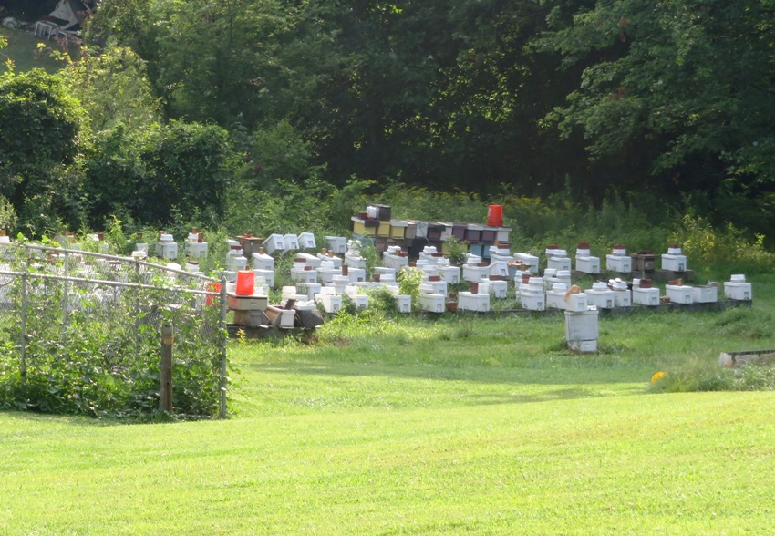 Bee nucs in someone's backyard