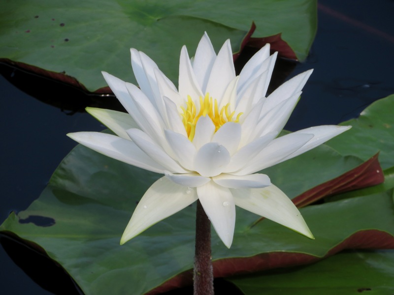 Water lily