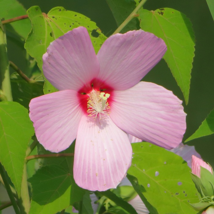 Swamp hibiscus flower