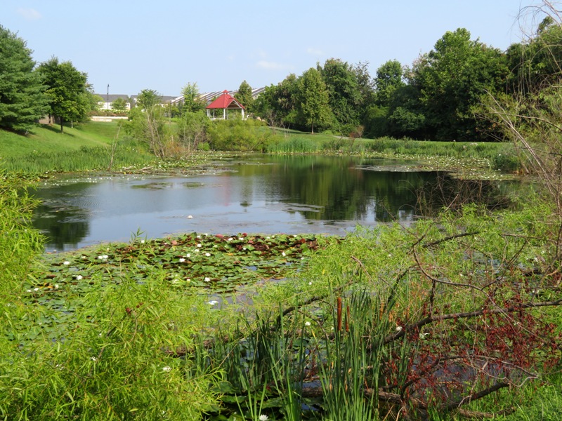 Walking trail near Maple Lawn Boulevard