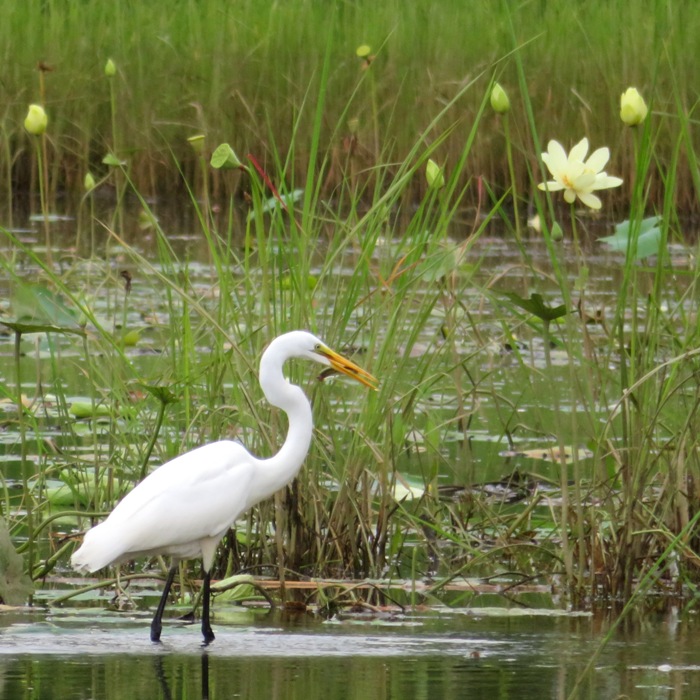 Great egret with fish in its mouth