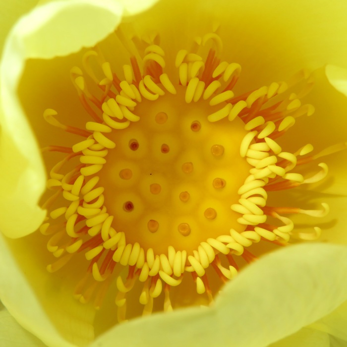 Looking inside a lotus flower