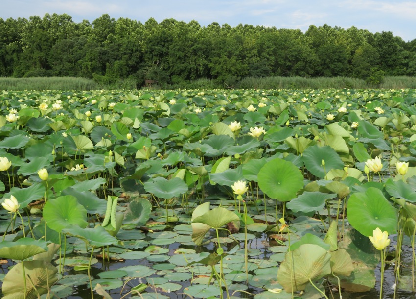 Lotus flowers in the lagoon