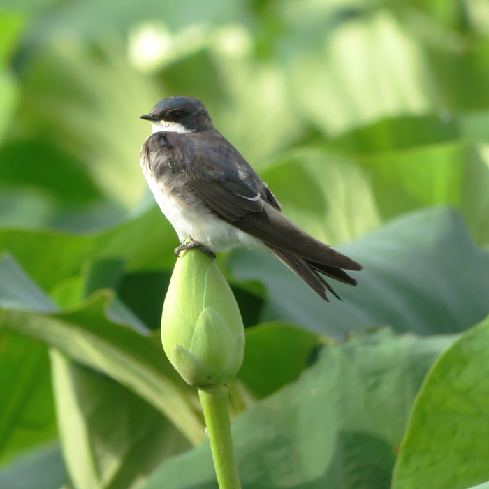 Another tree swallow