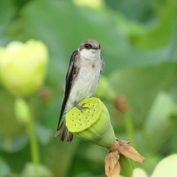 A tree swallow bird