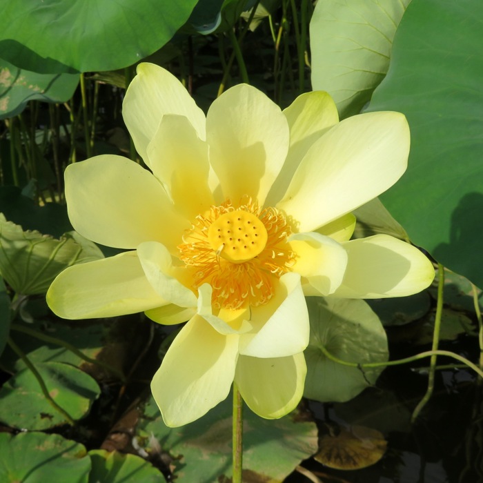 Lotus flower catching the morning sun