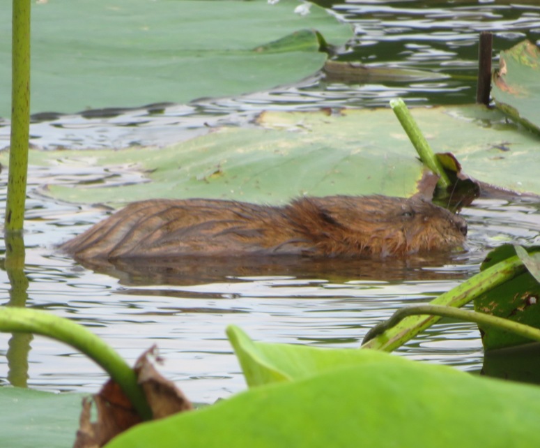 Muskrat