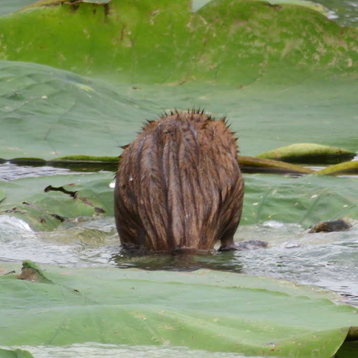 Muskrat on buoyant lotus leaves