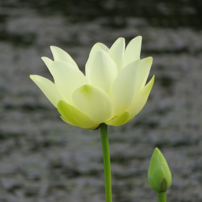 Profile of a lotus flower