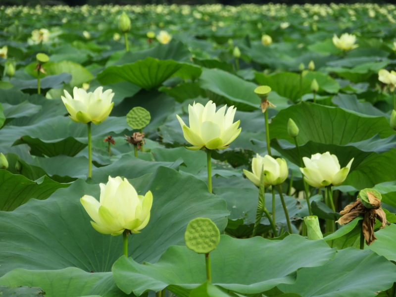 Lotus flowers on Money Creek