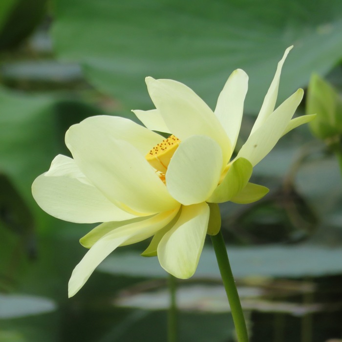 Around 1000, the flowers were opening up