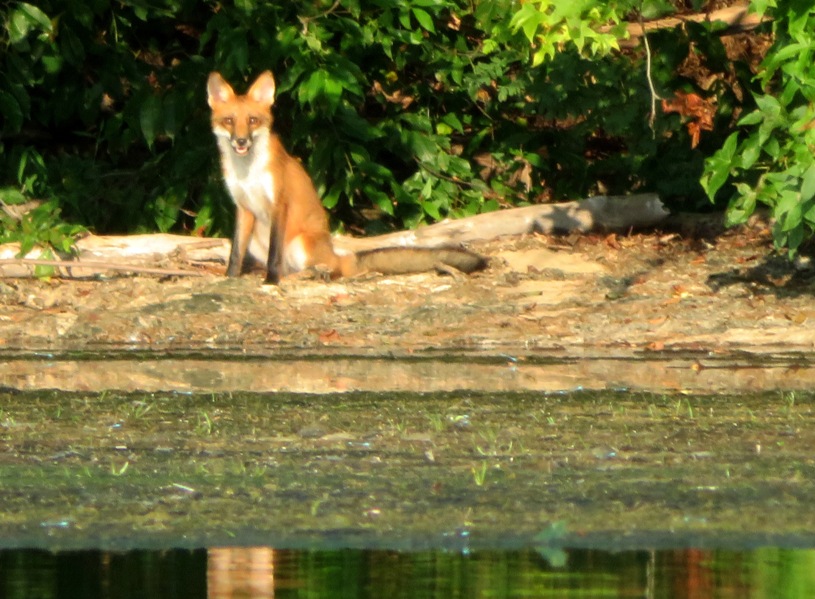 Red fox watching me from the shore