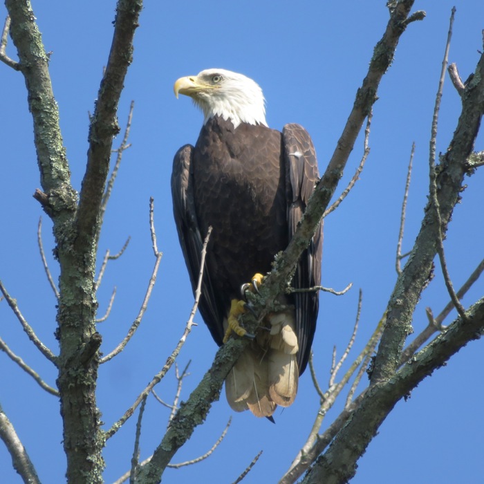 Bald eagle