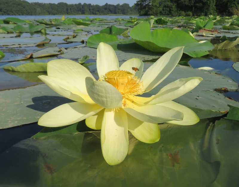 Lotus flower with bee