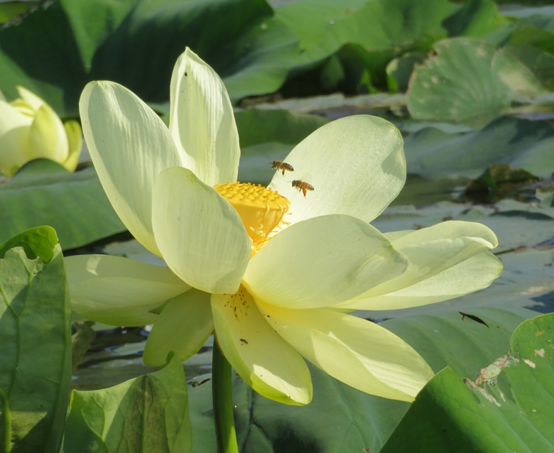 Two bees pollinating flower