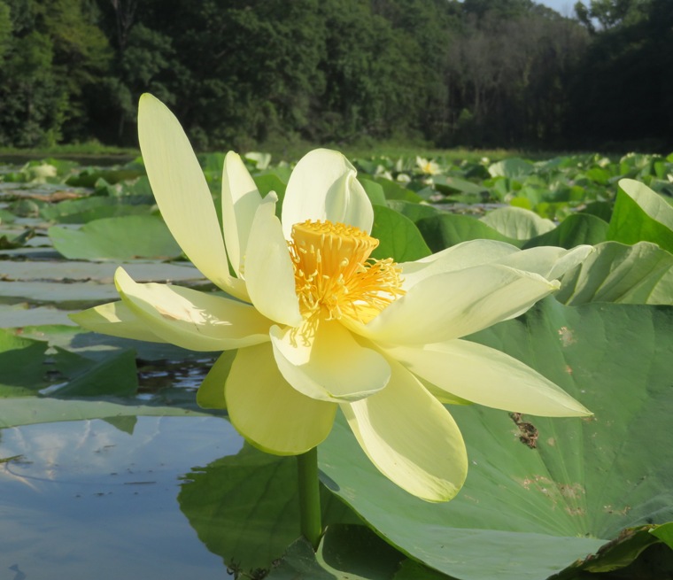 Another lotus flower