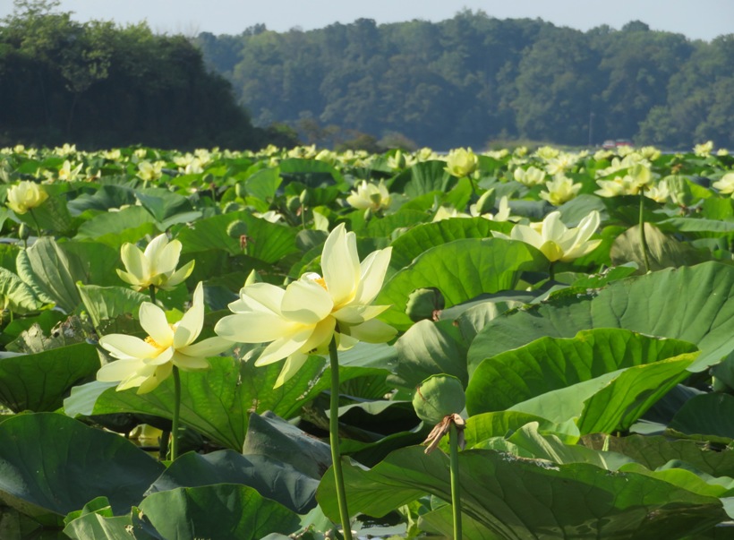 The lotus flowers cover several acres