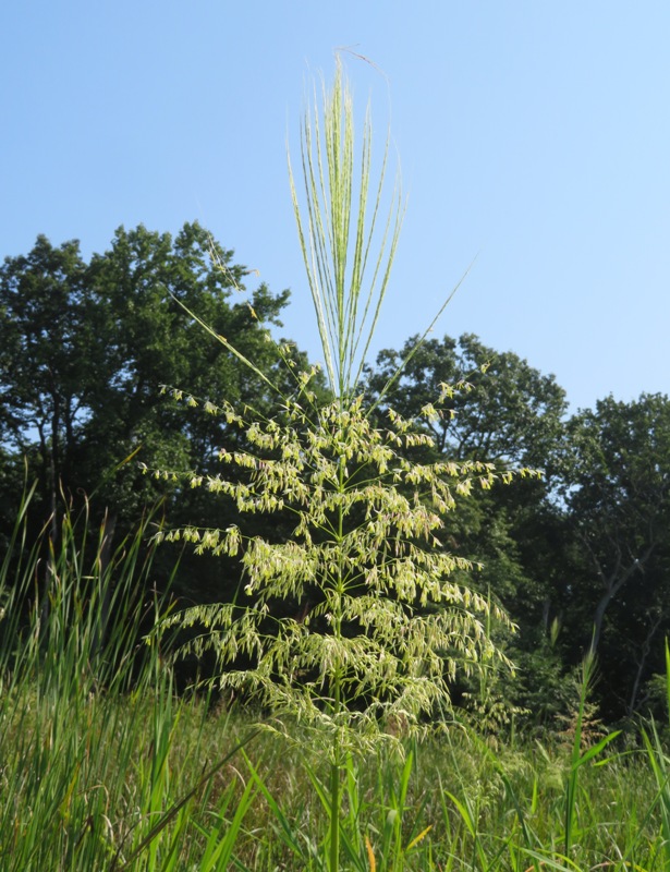 Wild rice