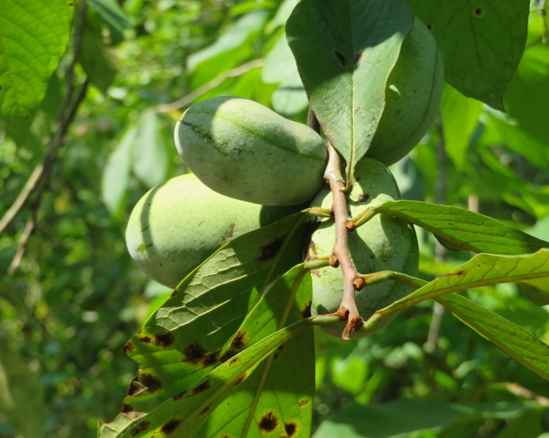 Unripe paw paws