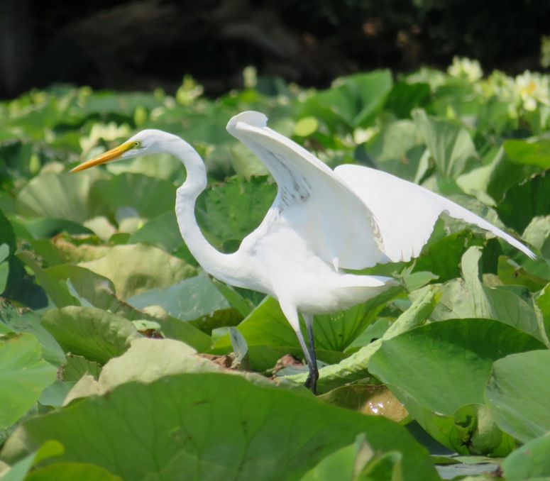 Great egret with wings spread