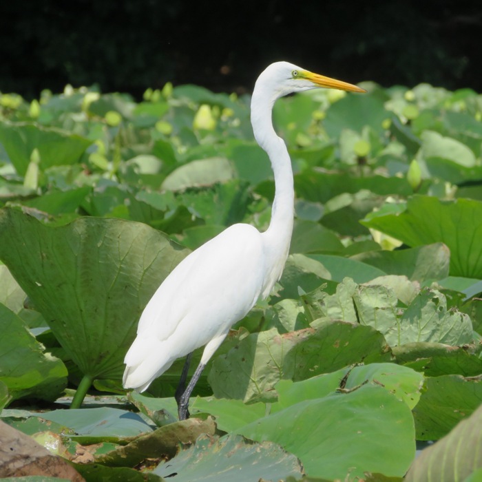 Great egret standing among lotuses