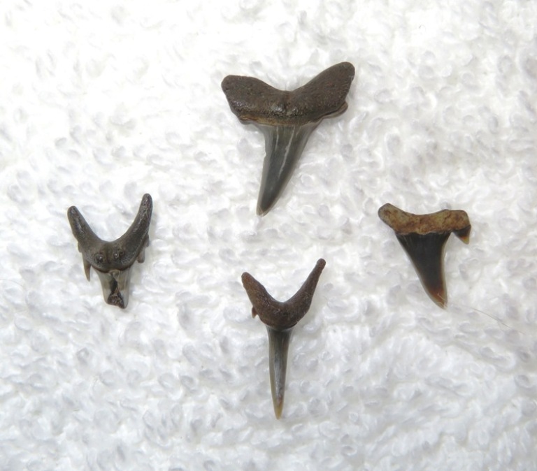 Four very cool shark teeth