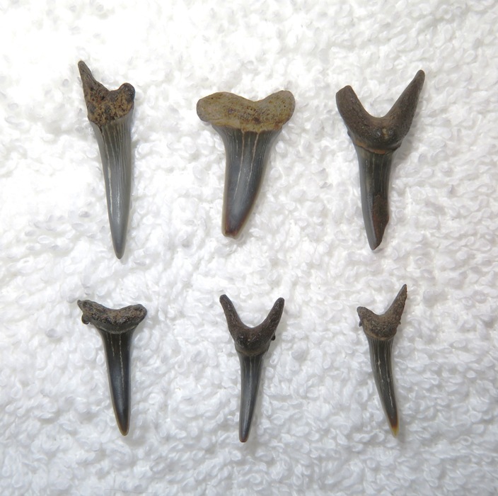 Six shark teeth