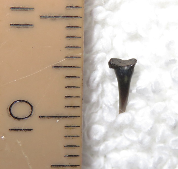 Small shark tooth found by Norma