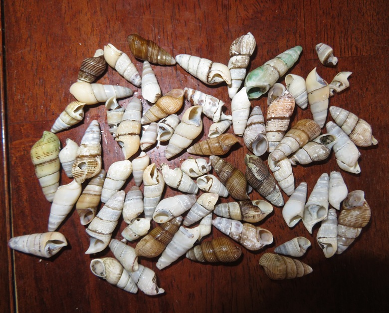 Turritella shells