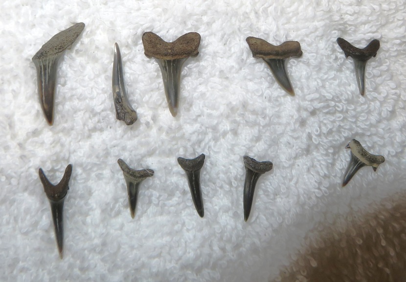 Teeth that Alisa found