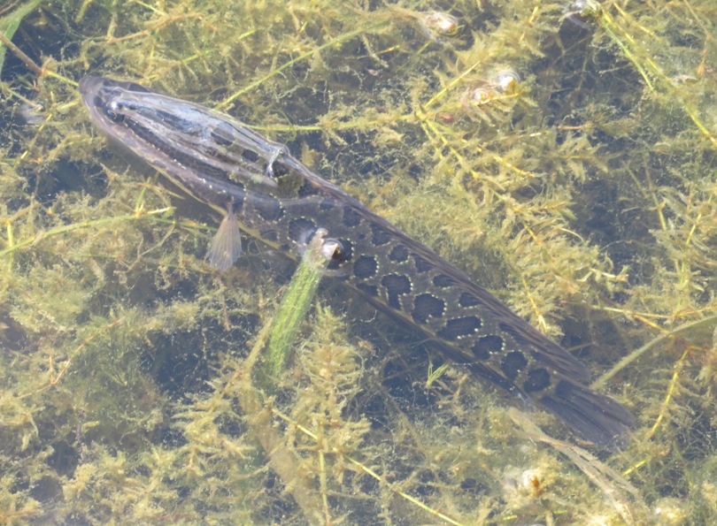 Snakehead fish in water