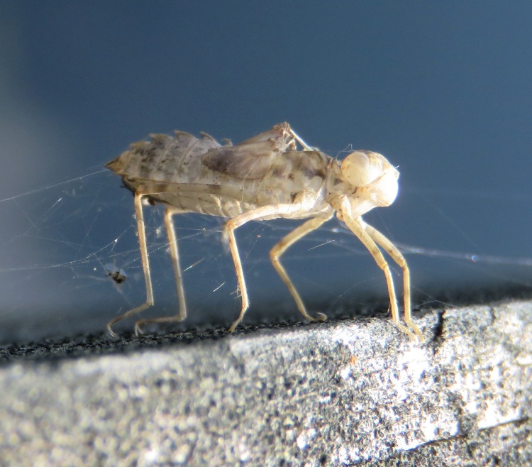 Exuviae on the pier piles