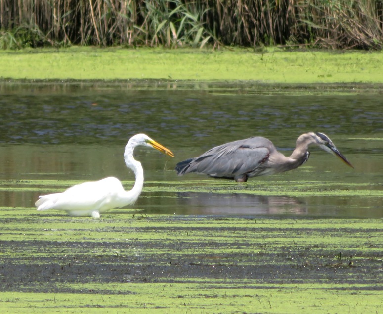 Great egret and great blue heron fishing