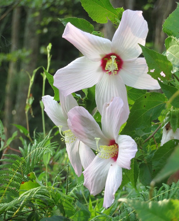 Swamp hibiscuses