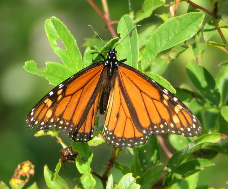 Male monarch butterfly