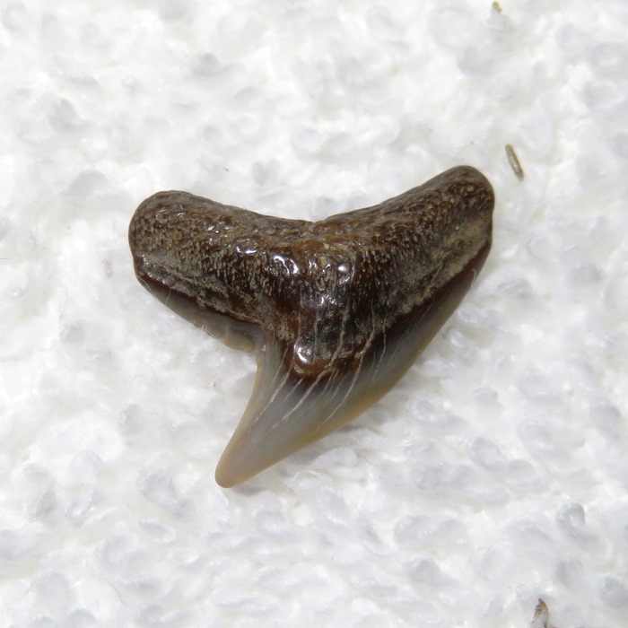 Tooth from extinct tiger shark