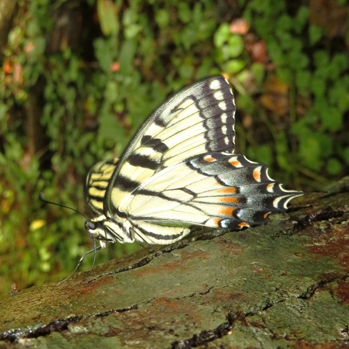 Tiger swallowtail butterfly