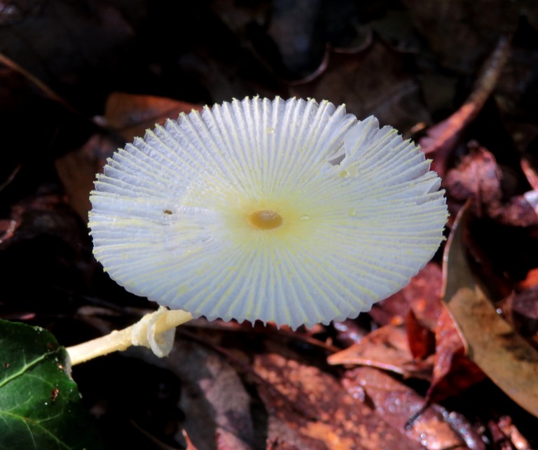 Delicate mushroom