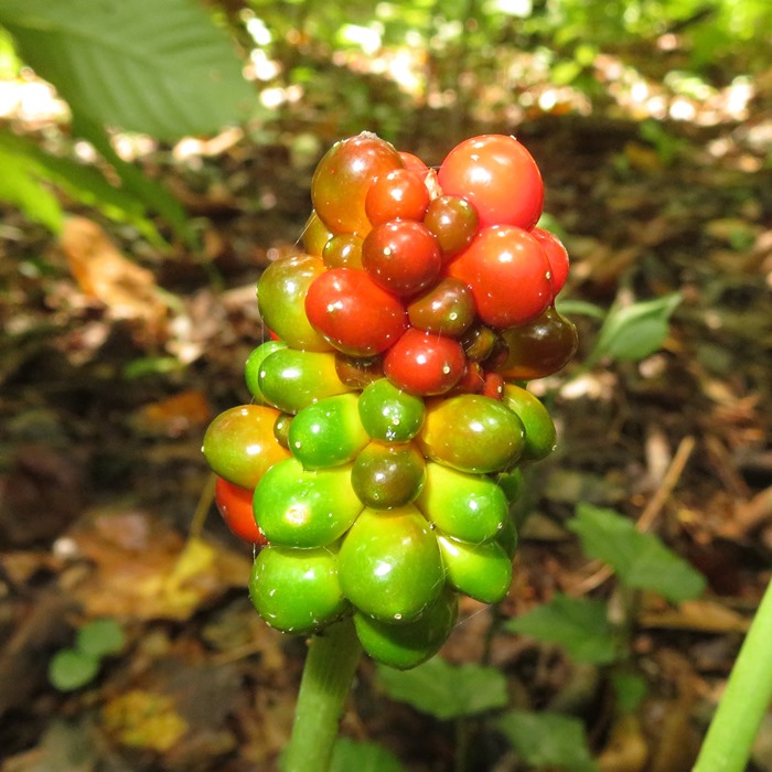 Jack-in-the-pulpit fruit