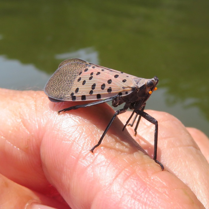 Spotted lanterfly on my finger