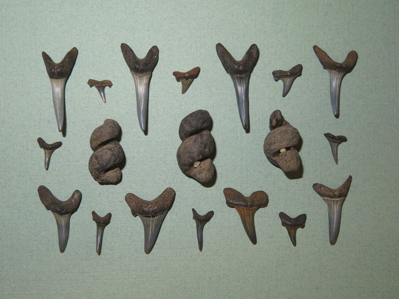 Fossils found in the Nanjemoy Wildlife Management Area