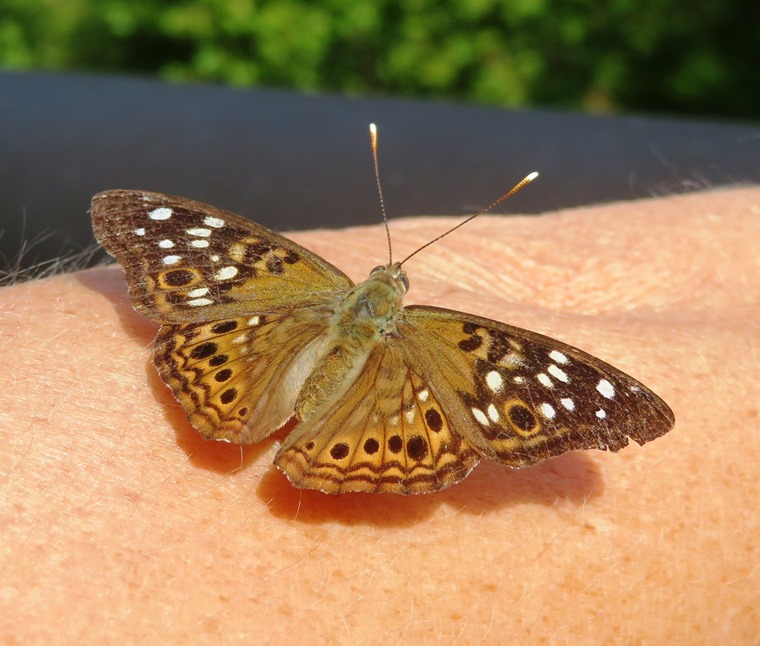 Hackberry emperor butterfly on Norma