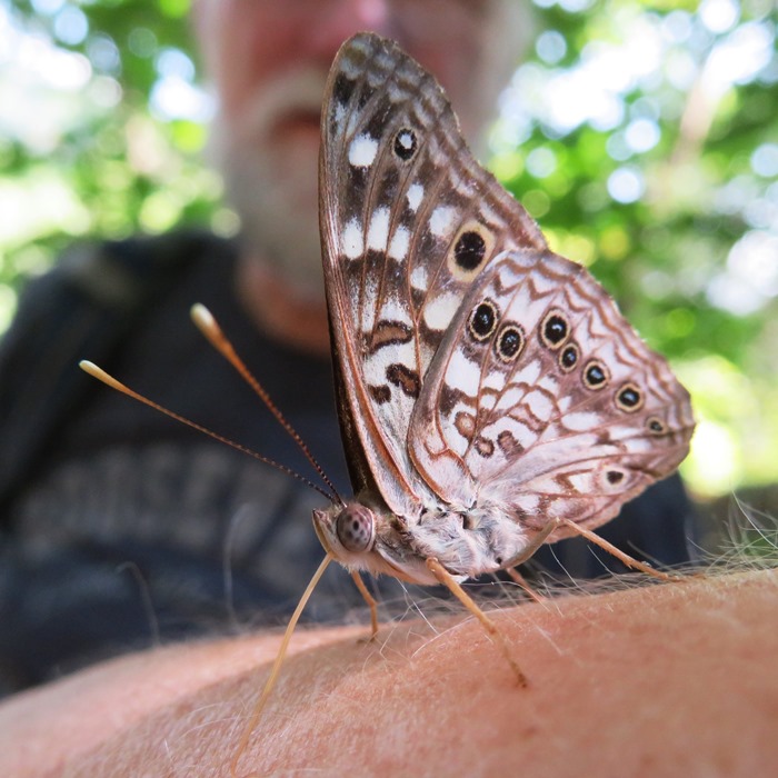 Extreme close-up of hackberry emperor butterfly on Norma