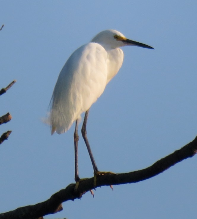 Snowy egret in tree