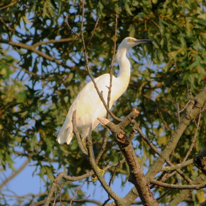 Another snowy egret in tree